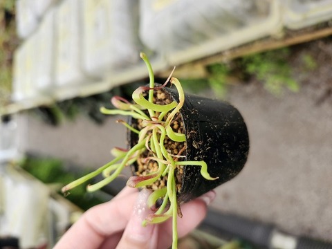 Darlingtonia（ダーリングトニア) の商品一覧 | Y's Exotics