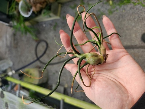 R635 3-1 T. bulbosa TI
