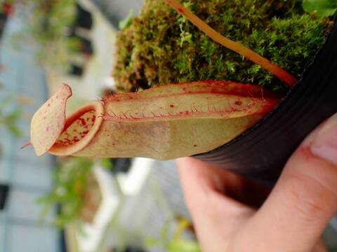 P293 5-3 #BBB N. viking x tenax