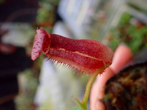 商品一覧 - Y's Exotics （山田食虫植物農園）