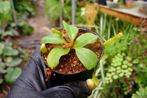 Y's Exotics （山田食虫植物農園）