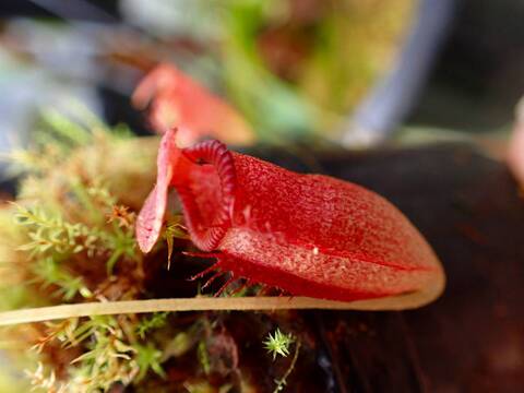 商品一覧 - Y's Exotics （山田食虫植物農園）