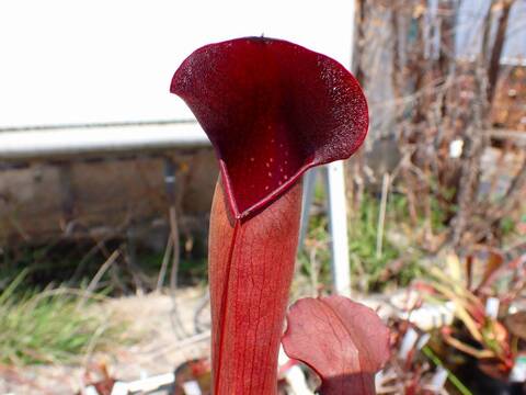 P694 2H S. willisii x minor Okee Giant Trumpet Pitcher Plant SWC