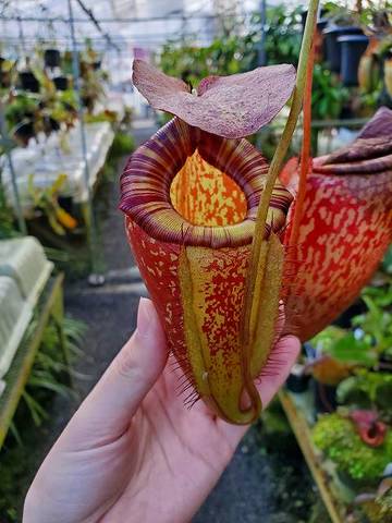 Nepenthes（ネペンテス/ウツボカズラ）の商品一覧 | Y's Exotics （山田食虫植物農園）