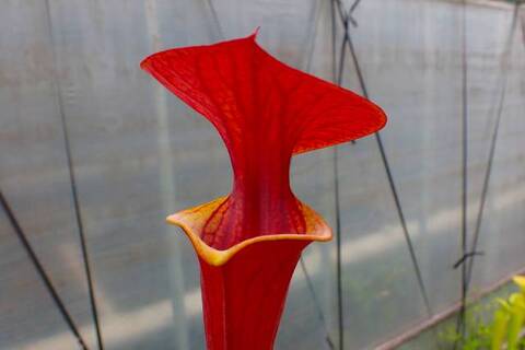 Sarracenia（サラセニア）の商品一覧 | Y's Exotics （山田食虫