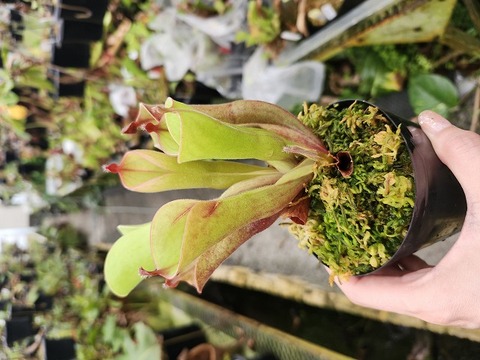 商品一覧 - Y's Exotics （山田食虫植物農園）