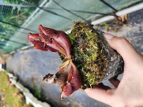 R514 S. purpurea ssp. venosa (伊勢花菖蒲園選別丸形株No.89) MS