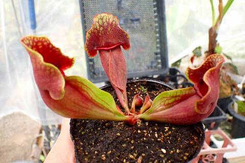 R480 1H S. purpurea var. venosa No.1 SWC