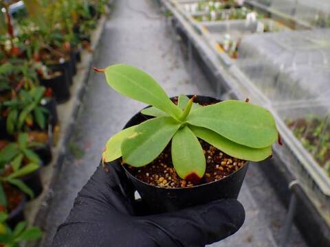 G487 5-1 N. northiana `Tuban Shell Form' x veitchii Bario Omori