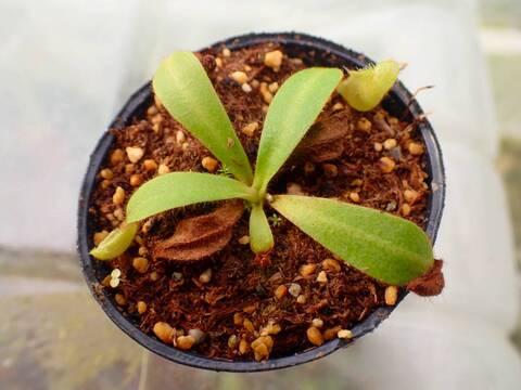 E617 5-1  [YA-62] N. veitchii `Akazukin' x veitchii (Bario stripe) Y's Lab