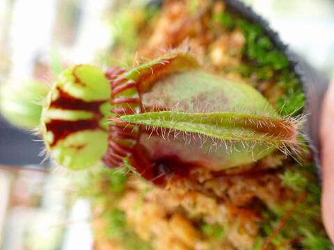 Y071 1-1 Cephalotus follicularis CK