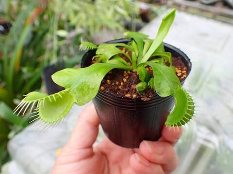 商品一覧 - Y's Exotics （山田食虫植物農園）