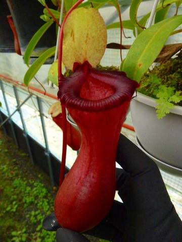 Nepenthes（ネペンテス/ウツボカズラ）の商品一覧 | Y's Exotics （山田食虫植物農園）