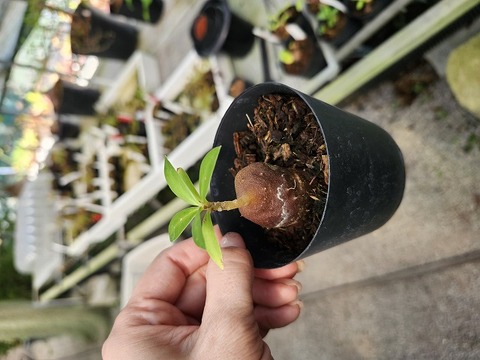 Y772 3-1 Myrmecodia spec. Irian Jaya AW