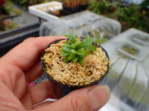 商品一覧 - Y's Exotics （山田食虫植物農園）
