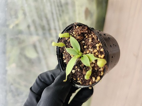 ブラジル産　ミズスマシ　20mm ブラジル産 ミズスマシ 20mm ブラジル産ミズスマシ20mm