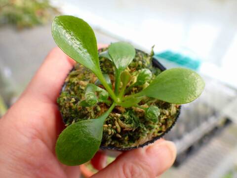 P478 3-1  [YA-30] Cephalotus follicularis Giant Y's Lab