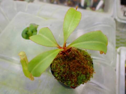 商品一覧 - Y's Exotics （山田食虫植物農園）