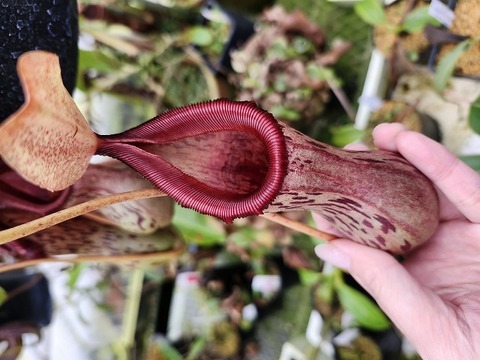 Nepenthes（ネペンテス/ウツボカズラ）の商品一覧 | Y's Exotics