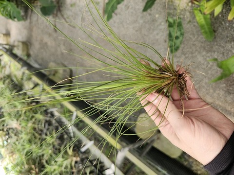 R470 3-3 T. juncea Red-Green TI