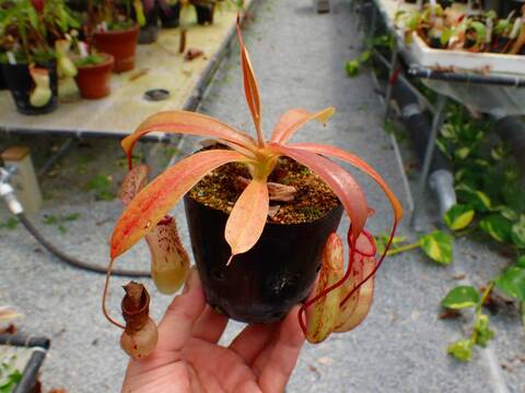 商品一覧 - Y's Exotics （山田食虫植物農園）