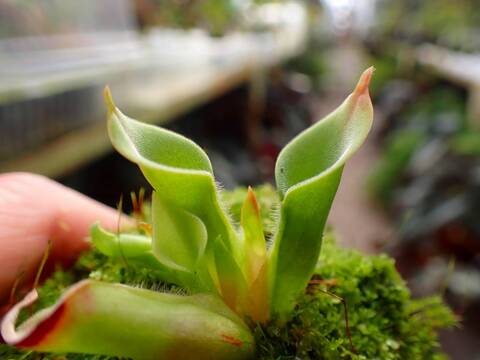 R184 1-1 H.pulchella clone 15 {Churi Tepui, Venezuela} BCP
