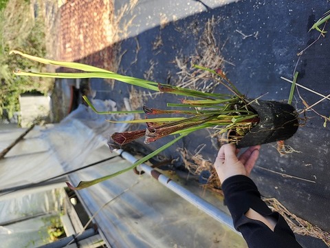 商品一覧 - Y's Exotics （山田食虫植物農園）