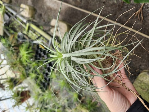 P970 3-3 T. stricta Pink Bronze TI 