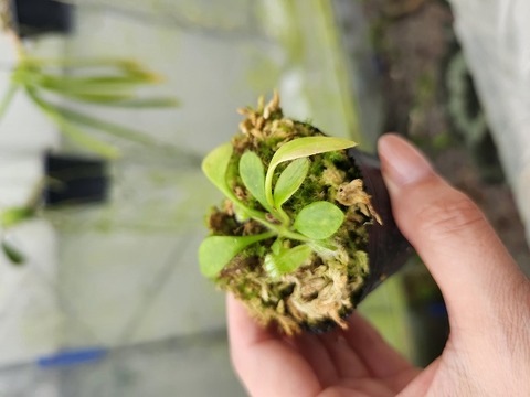 商品一覧 - Y's Exotics （山田食虫植物農園）