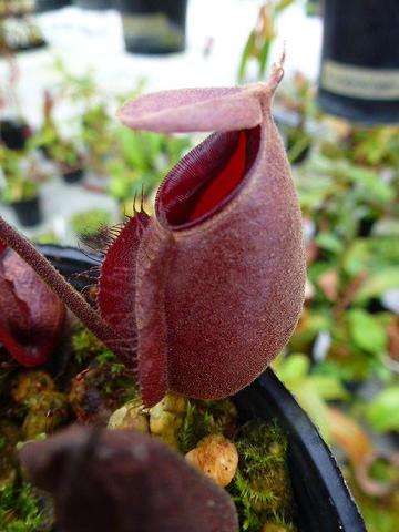 Nepenthes（ネペンテス/ウツボカズラ）の商品一覧 | Y's Exotics （山田食虫植物農園）