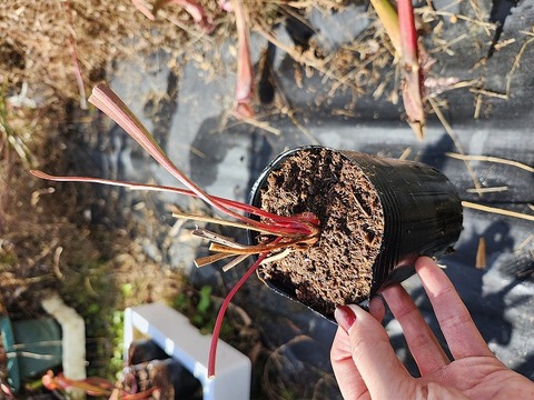 商品一覧 - Y's Exotics （山田食虫植物農園）