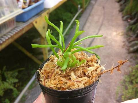 Darlingtonia（ダーリングトニア) の商品一覧 | Y's Exotics （山田食虫植物農園）