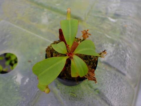 E169 5-1  [YA-170] N. clipeata Nep Gardner Y's Lab