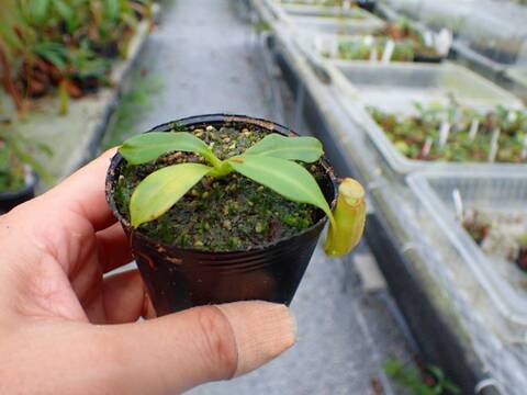 Y540 5-1 N. bicalcarata Y's Lab