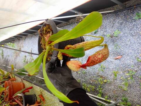 Nepenthes Hybrids（ネペンテス交配種）の商品一覧 | Y's Exotics