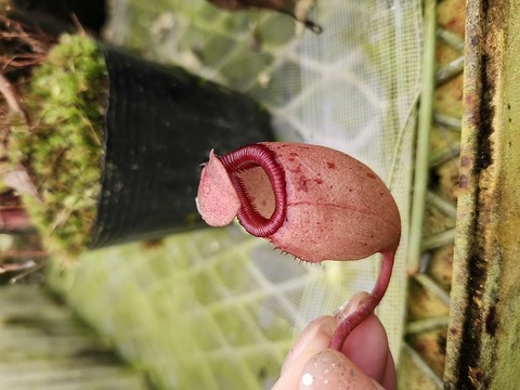 商品一覧 - Y's Exotics （山田食虫植物農園）