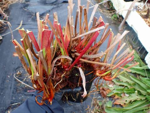 O552 S. （alata x  leucophylla ’Red & Gold’） x Moorei  `Leah Wilkerson' Cedric