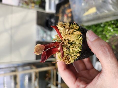 Heliamphora（ヘリアンフォラ）の商品一覧 | Y's Exotics （山田