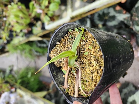 食虫植物N. xtrusmadensis AW clone:2 食虫植物N. xtrusmadensis AW clone:2