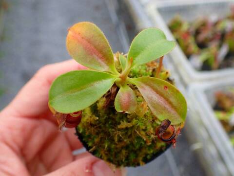 商品一覧 - Y's Exotics （山田食虫植物農園）