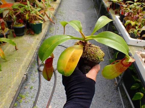 E259 5-3 N. ventricosa squat x truncata