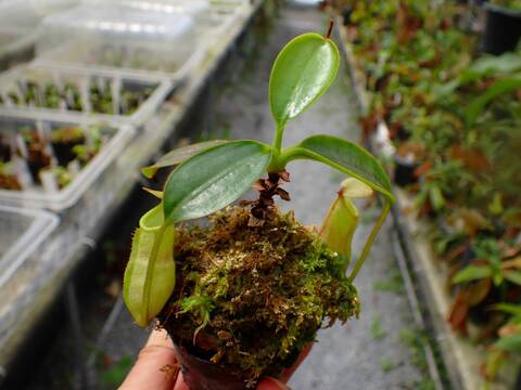 P739 5-1 N. (bicalcarata x campanulata) x xalisaputrana #NNN