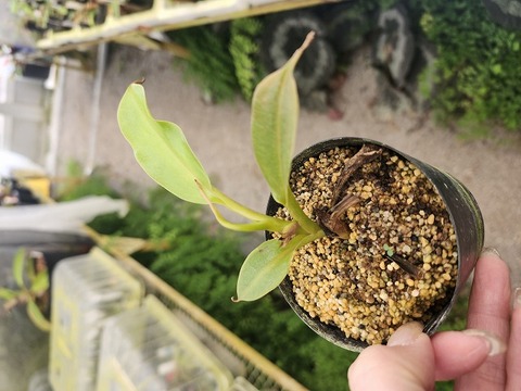 G800 1-2 N. jamban x (lowii x truncata) konan 