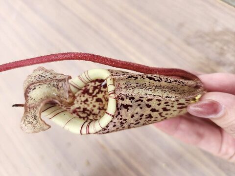 ハバネロ　FS ✖️ Portillae 商品一覧 | Y's Exotics （山田食虫植物農園）