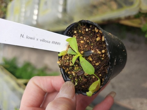 P235 1-2 N. lowii x villosa #NNN