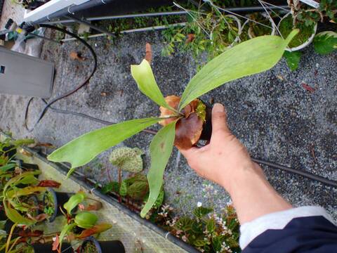 ビカクシダ Ys 商品一覧 - Y's Exotics （山田食虫植物農園）