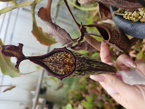 Nepenthes（ネペンテス/ウツボカズラ）の商品一覧 | Y's Exotics