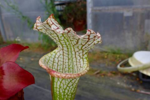 Y's Exotics （山田食虫植物農園）