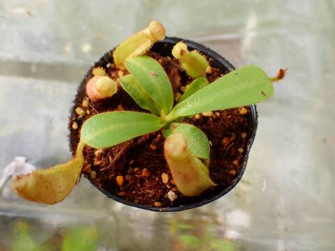 商品一覧 - Y's Exotics （山田食虫植物農園）