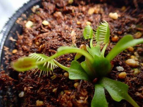 商品一覧 - Y's Exotics （山田食虫植物農園）